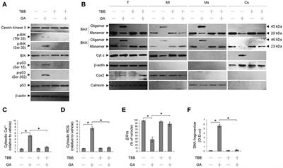 Activation of Casein Kinase II by Gallic Acid Induces BIK–BAX/BAK-Mediated ER Ca++-ROS-Dependent Apoptosis of Human Oral Cancer Cells